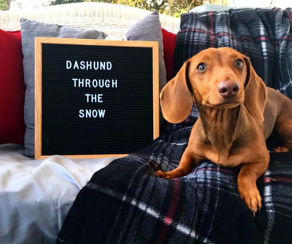 Ben Clickies (dachshund)